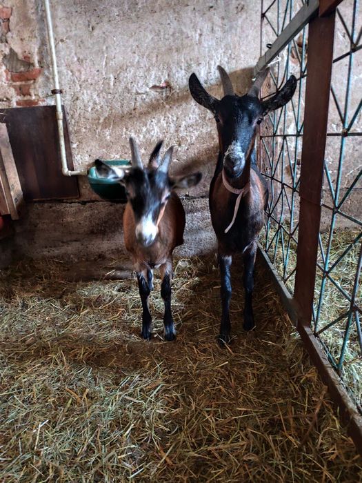 Sprzedam kozy oraz zakupie kozła