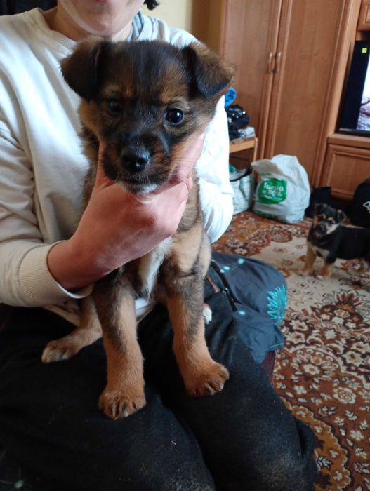 oddam psiaki maja po 2 miesiace