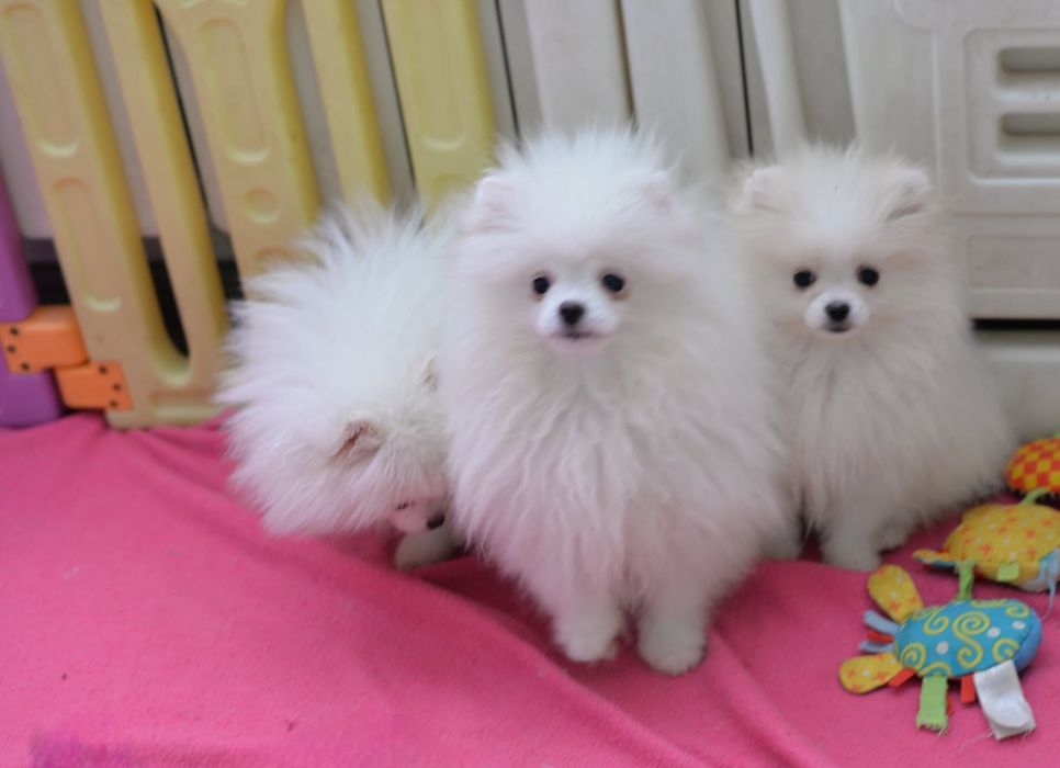 Sunia  pomeranian  szpic miniaturowy