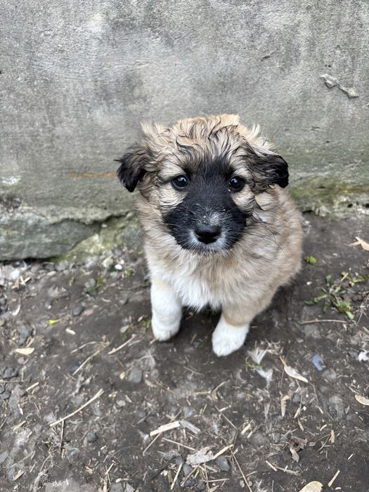 Віддам у добрі руки цуценята 3 тижні