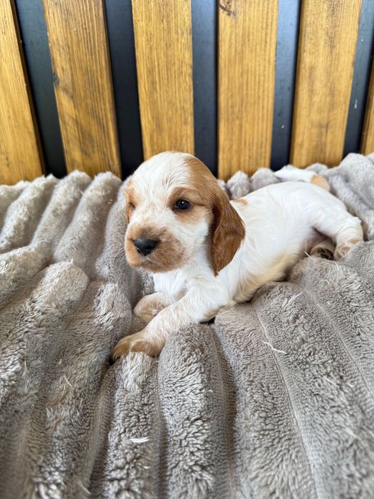 Cocker spaniel angielski