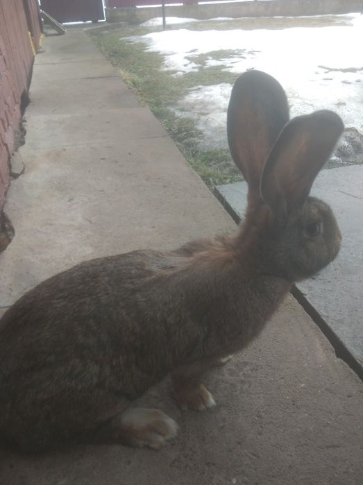 Фландр Бельгійський велетень