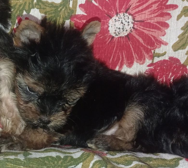 Чистокровные девочки йорка мини и мелкий стандарт