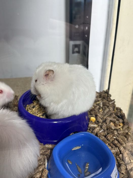 Хомяки хлопчики та дівчатка