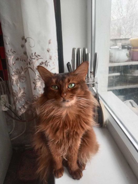 Кішка породи Сомалі