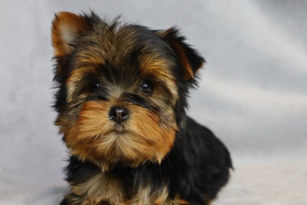 Yorkshire Terrier - szczenię ( york )