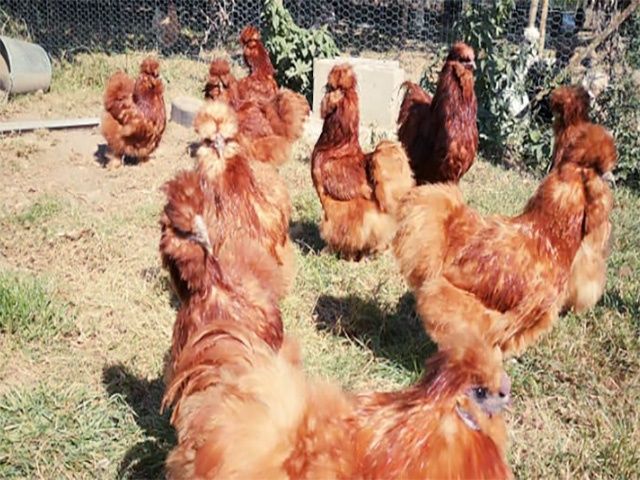 Яйце на інкубацію від пород.курей Китайські шовкові палева,спліш,чорна