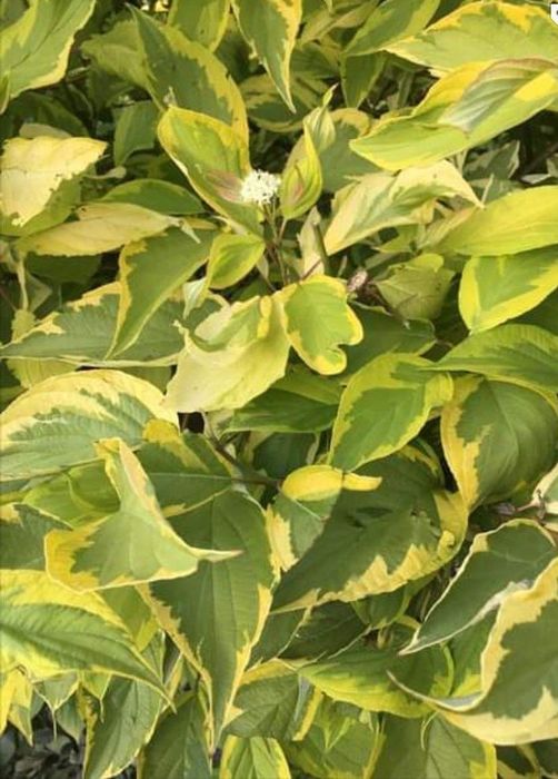 Кизильник, пухиреплідник піраканта