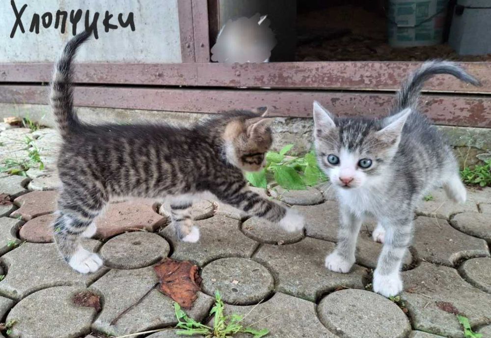 Віддам котиків безкоштовно