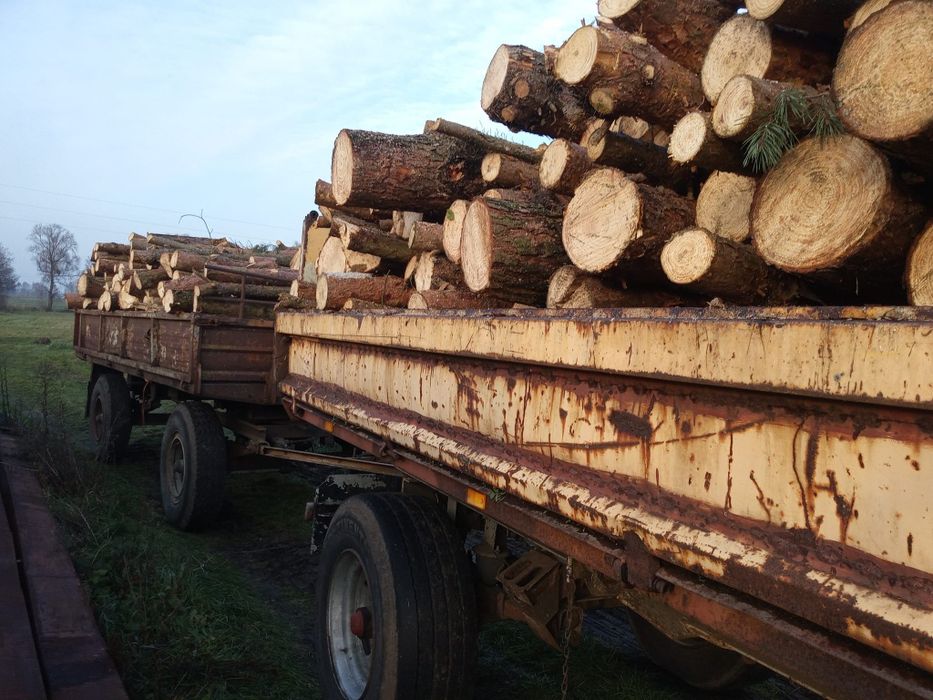 Drewno opałowe sosna