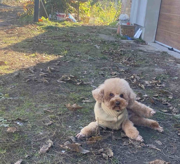 Вʼязка хлопчика той пудель