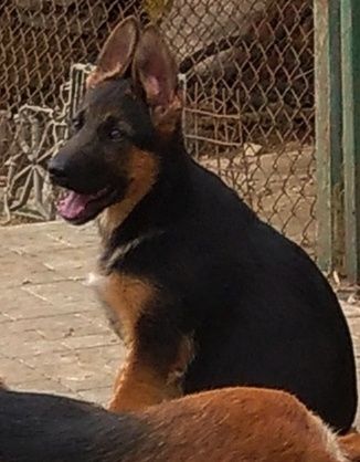 Щенки нем овчарки