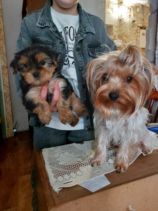 Дві дорослі дівчинки йорка