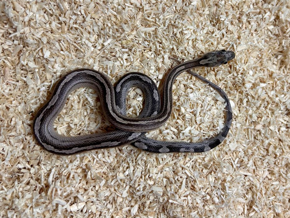 Wąż zbożowy Pantherophis guttatus mlode 30-45cm