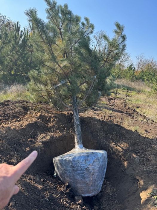 Сосна кримська з комом , озеленення території