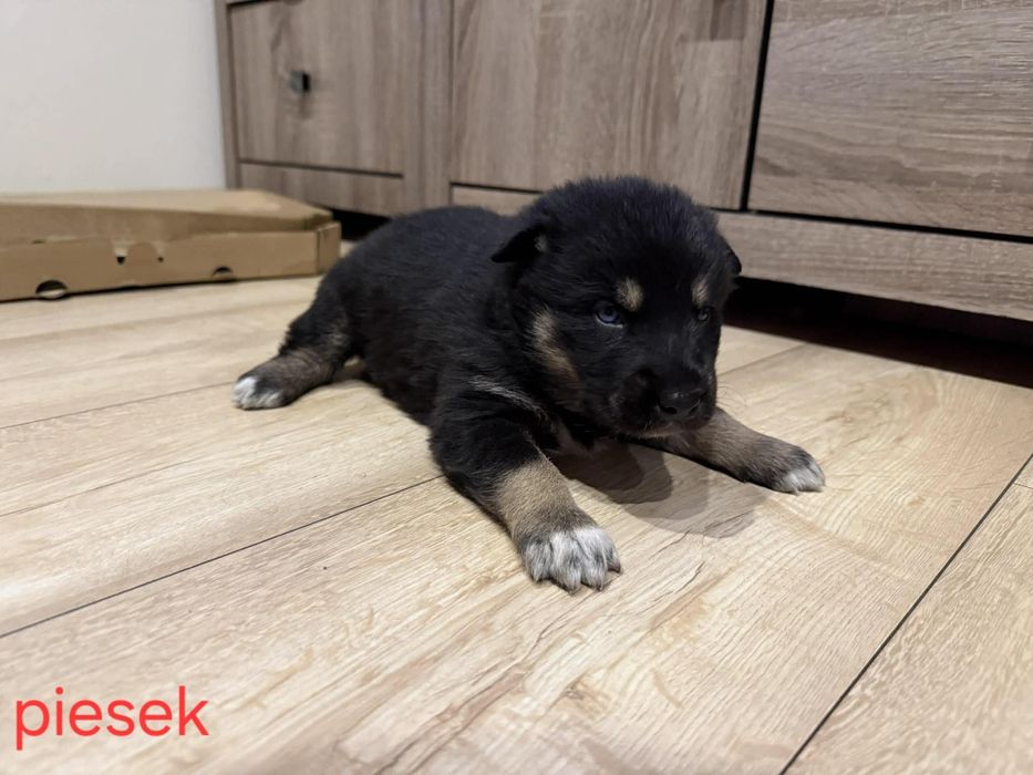 Wydam psiaki w typie Husky