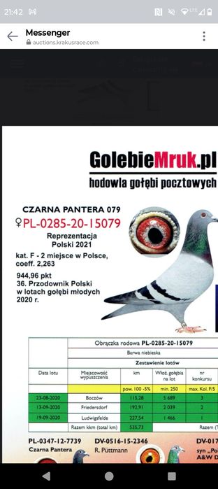 Gołębie pocztowe z rodowodami...