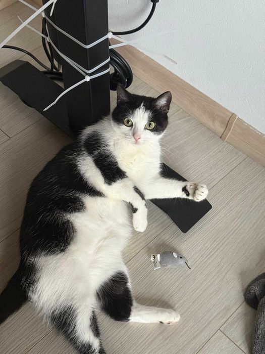 Kieszonkowa Cebulka szuka domu