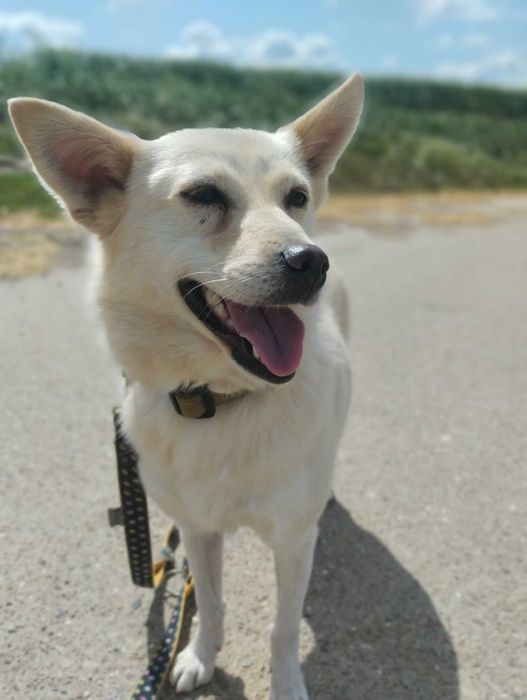 Bianka i Amur - dwa małe psy szukają domu. Adopcja