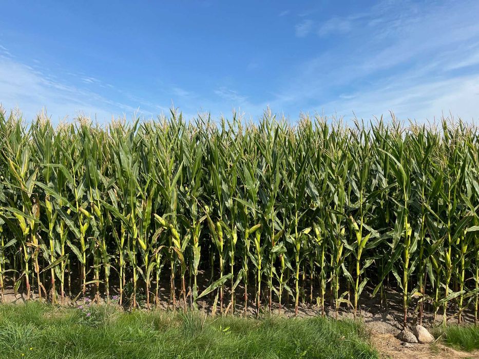 Bele kukurydzy, kukurydza w belach, kiszonka z kukurydzy