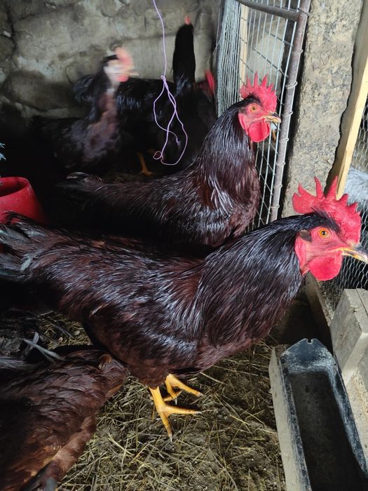 Galos Rhode Red Island