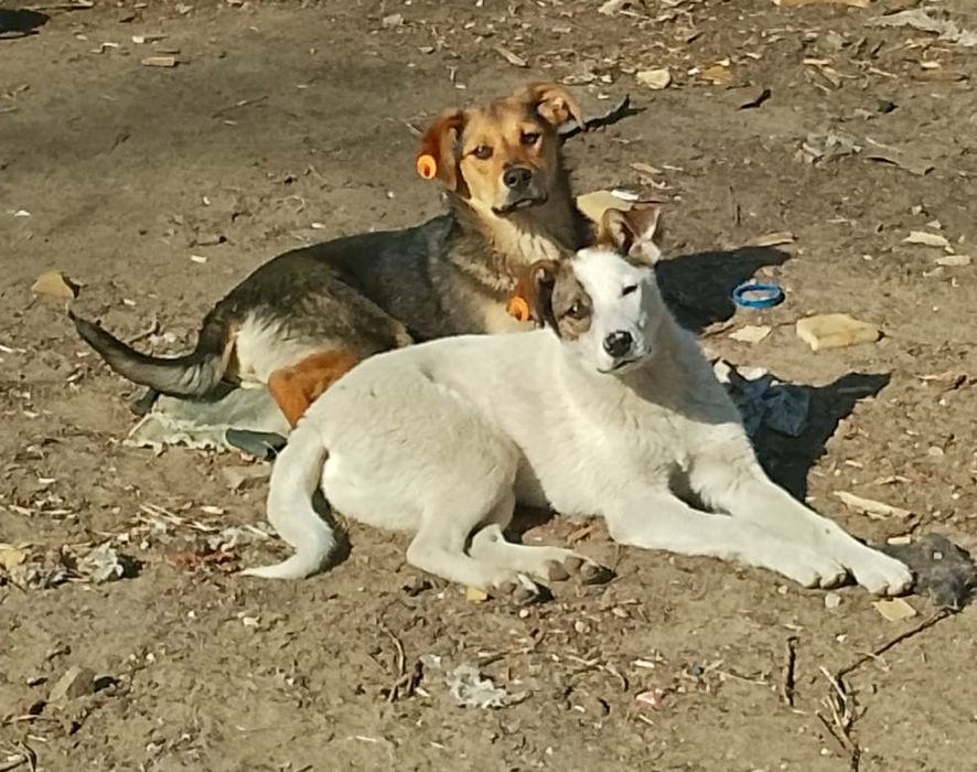 Шукаю люблячу родину. Стерилізовані дівчатка.