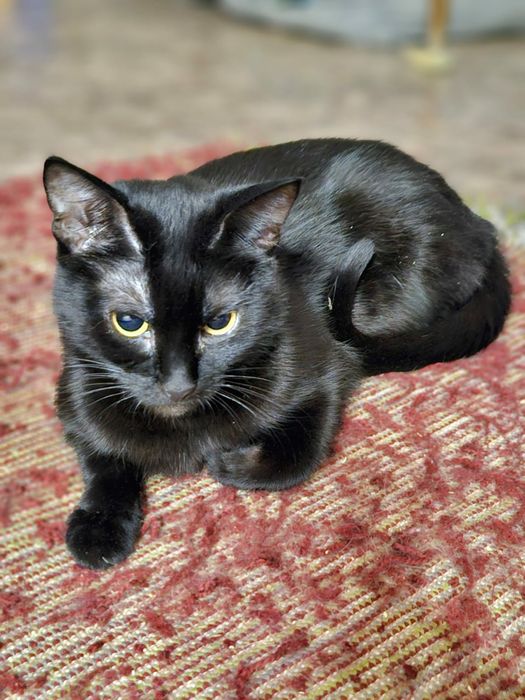 Отдам черную кошку, стерилизована, привита, 1,5 года