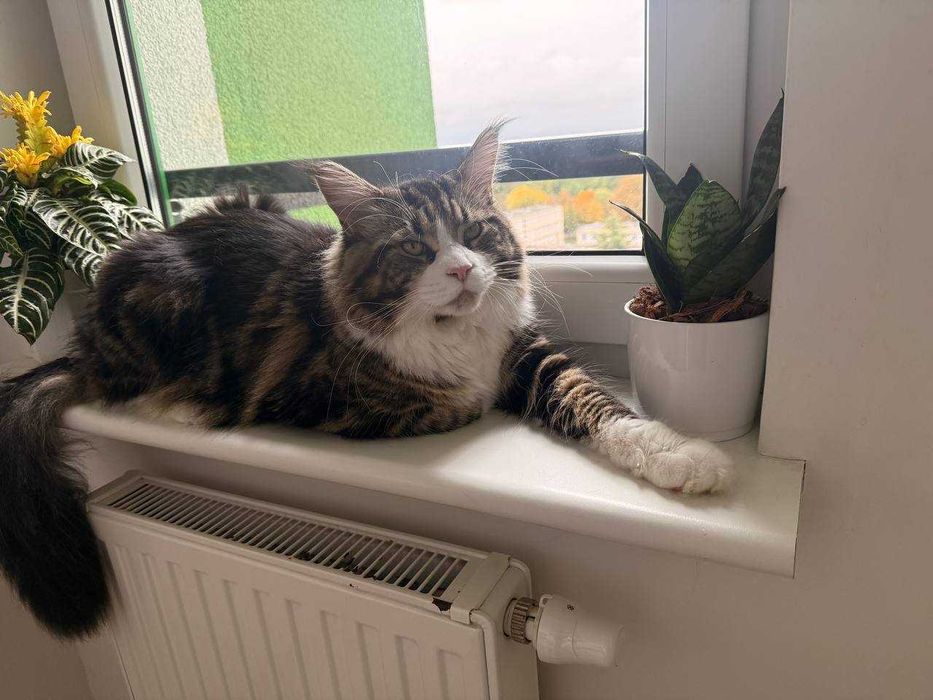 Kocur Maine Coon ,,na kolanka,,