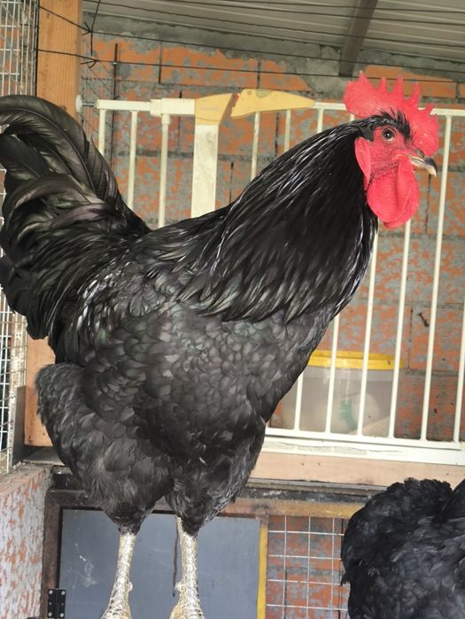 Ovos galados de Jersey gigante