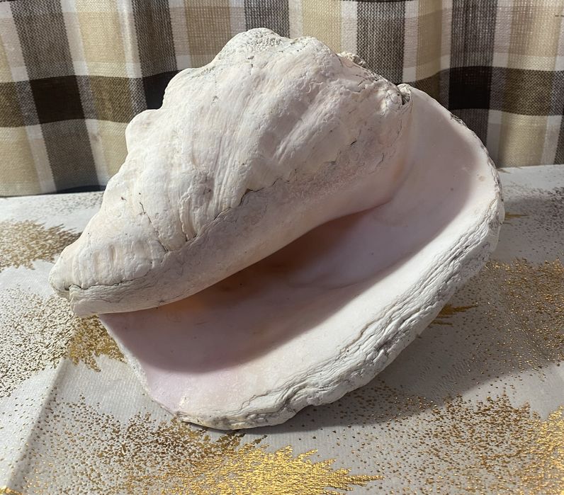 Ракушка океаническая