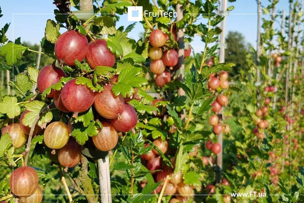 Саджанці ЧОРНОЇ СМОРОДИНИ, ПОРІЧКИ та АГРУСУ від розсадника ФруТек