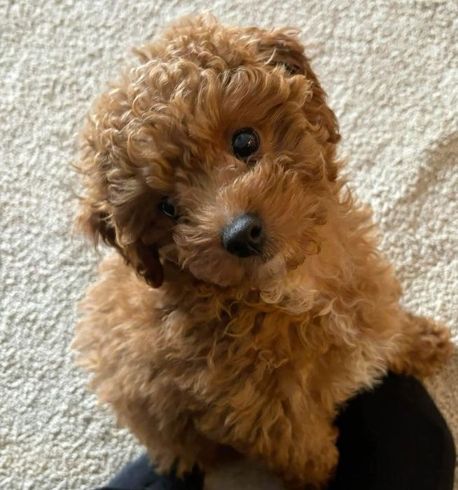 Мальтипу мини