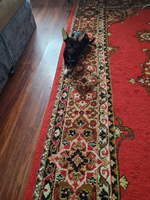 Мальчик чихуахуа, шоколад .