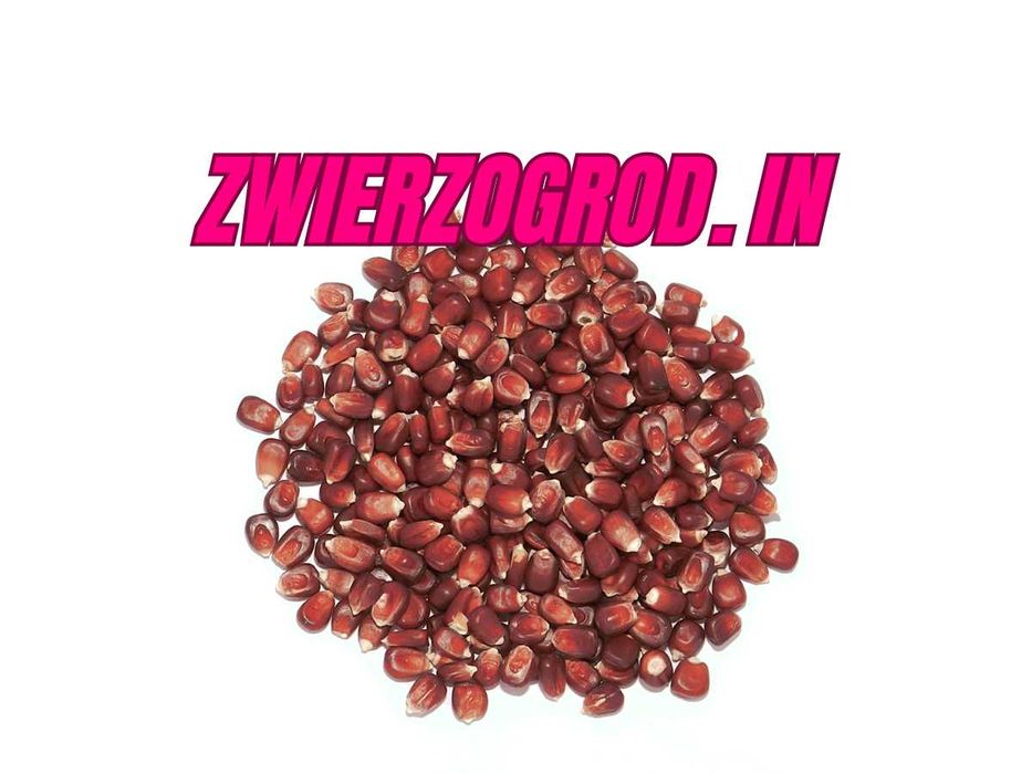 Kukurydza Czerwona Czyszczona dla Gołębi Drobiu 25kg ** zwierzogrod.in