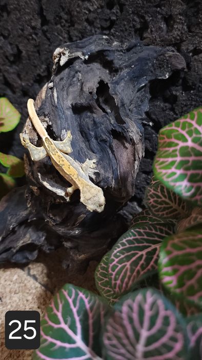 Młode gekony orzęsione wielokolorowe