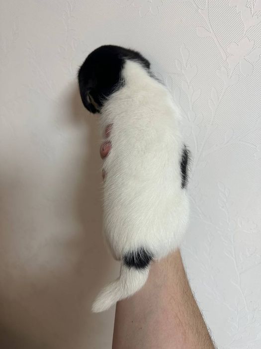 Джек Рассел тер'єр