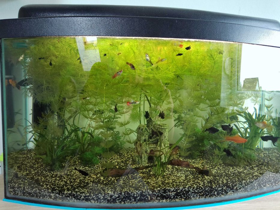 Akwarium z życiem 40 molinezji, mieczyki, platynki, gupiki