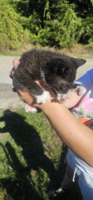 Kotka z kociętami do adopcji