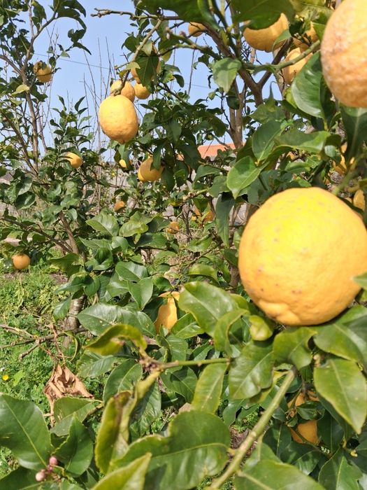 Limões caseiros de propriedade agrícola