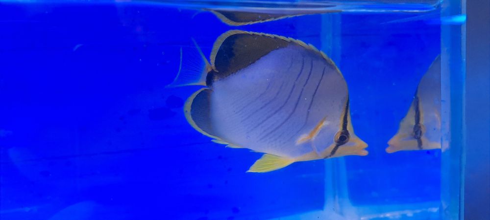 Chaetodon xanthocephalus S