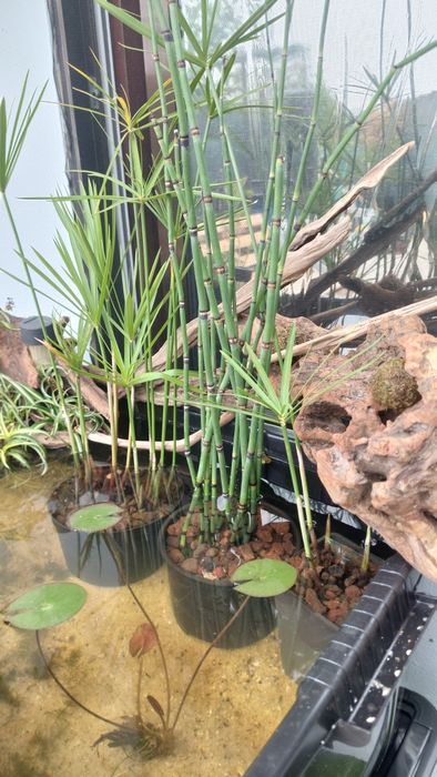 Plantas para lagos