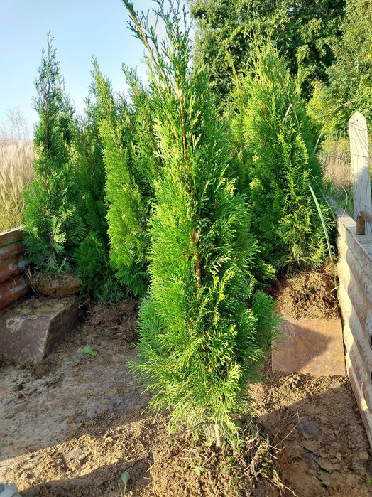 Żywotnik SMARAGD (TUJA SZMARAGD) wysokość 100-110 cm kopana z gruntu