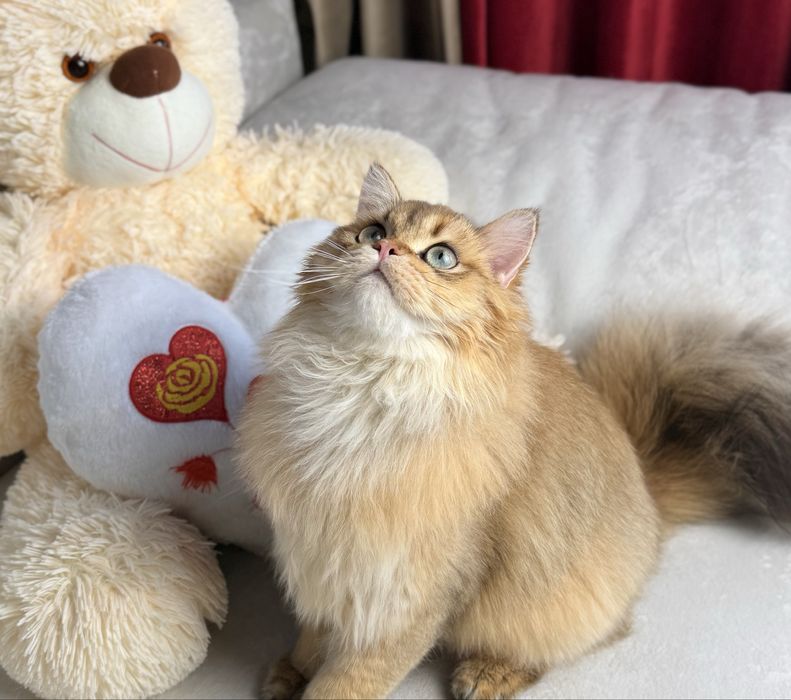 Британець хлопчик кастрованй.