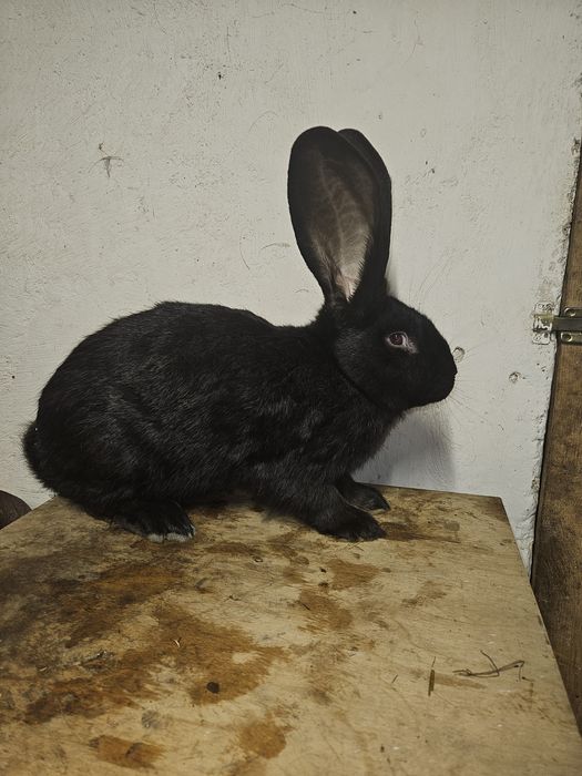 Samiec Olbrzym Belgijski Czarny