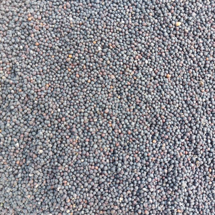 Rzepak na worki 2025