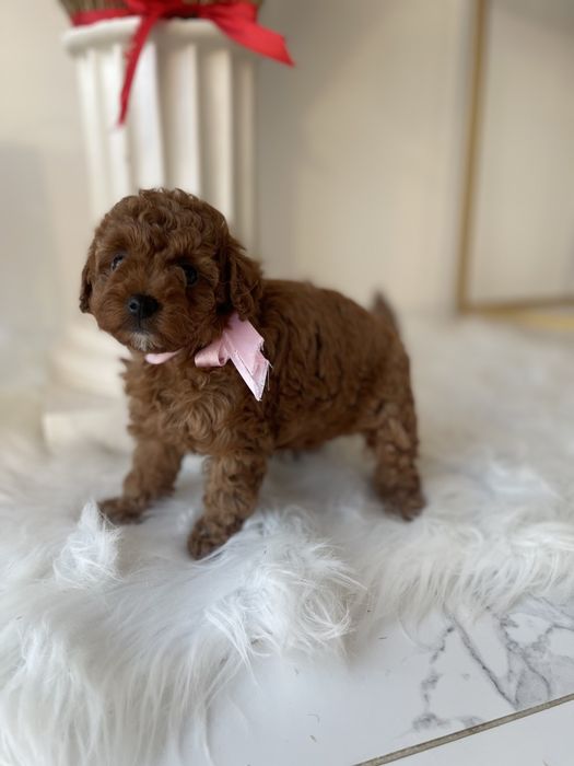 VIP Той-Пуделі  — Маленькі щастячка готові до переїзду