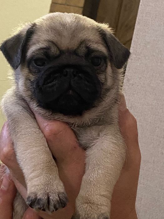 Чудовий хлопчик мопсик