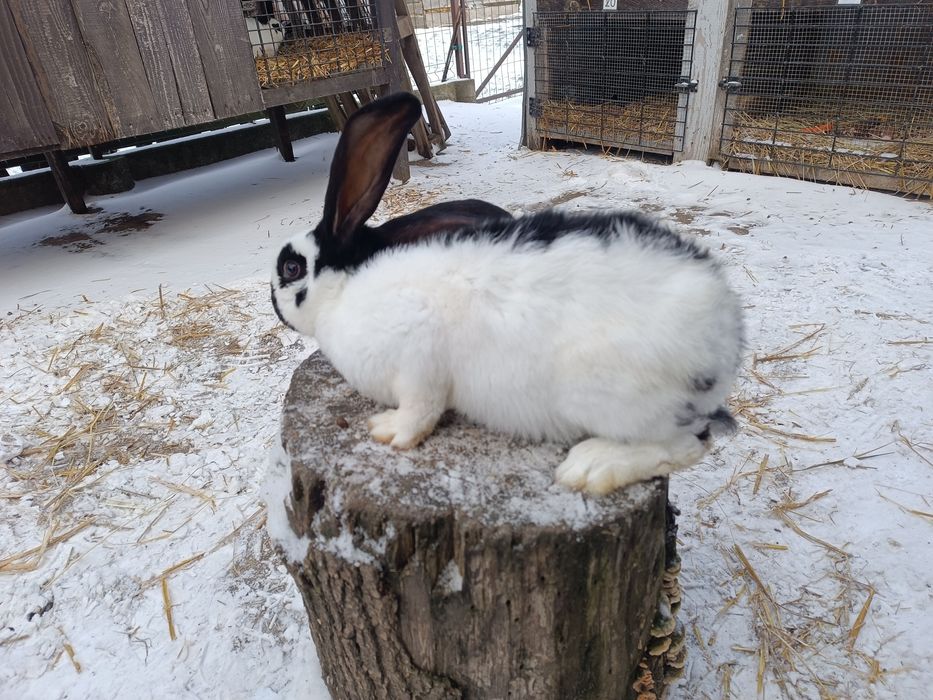 Króliki Srokacz Olbrzym Czarny