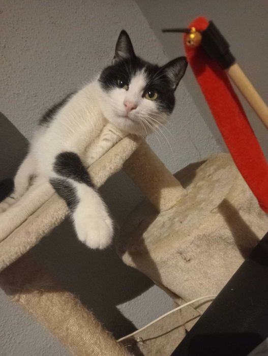 Zginęła kotka w Legnicy w okolicach Podchorążych