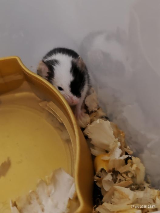 Oddam myszki za darmo